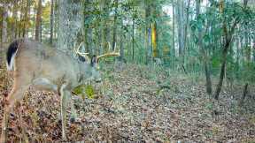 Deer Trail in Alabama (Trail Cam 2023-2024)