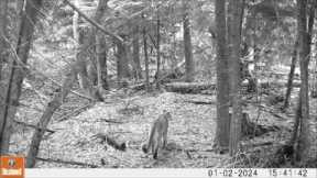 Trail Camera Video, April 20, 2024