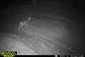 Fox Chasing A Mule Deer | Cellular