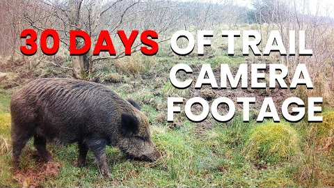 30 days of trail camera footage! #trailcam #fotopułapka #wildlife #fox #wildboar #fallowdeer