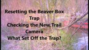 Beaver Trap Reset~ Checking the New Trail Camera~ What Set Off the Trap