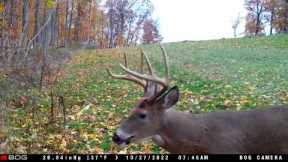 The Best Trail Camera videos 11-1-2022 edition. #trailcamology #trailcam #wildlife