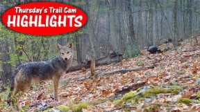 Never Know What Shows up on Public Land Camera: Thursday's Trail Cam Highlights: 5.2.24