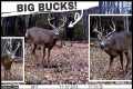 My 10 BEST Whitetail Deer Buck Clips