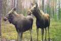 Exclusive Moose Footage: Trail Camera 