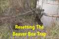 Resetting the Beaver Box Trap ~ What