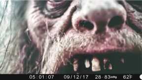 Most Disturbing Camping Encounters Caught on Trail Cam