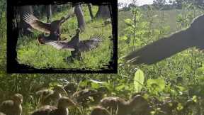 Game Trail Camera Montage of the Back Field High Knoll