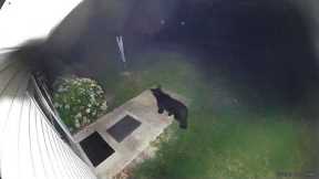 Caught on cam: Bear walks across Four Oaks backyard