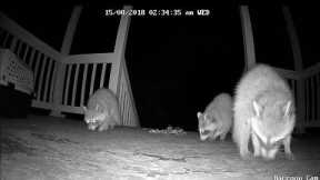 Wild Raccoons swarm my apartment! *caught on camera*