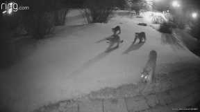 VIDEO | Mountain lion pack caught on Ring camera outside residence's home in Colorado