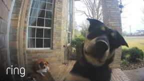 Family Dogs Learn to Use Ring Video Doorbell to Get Owner’s Attention | RingTV